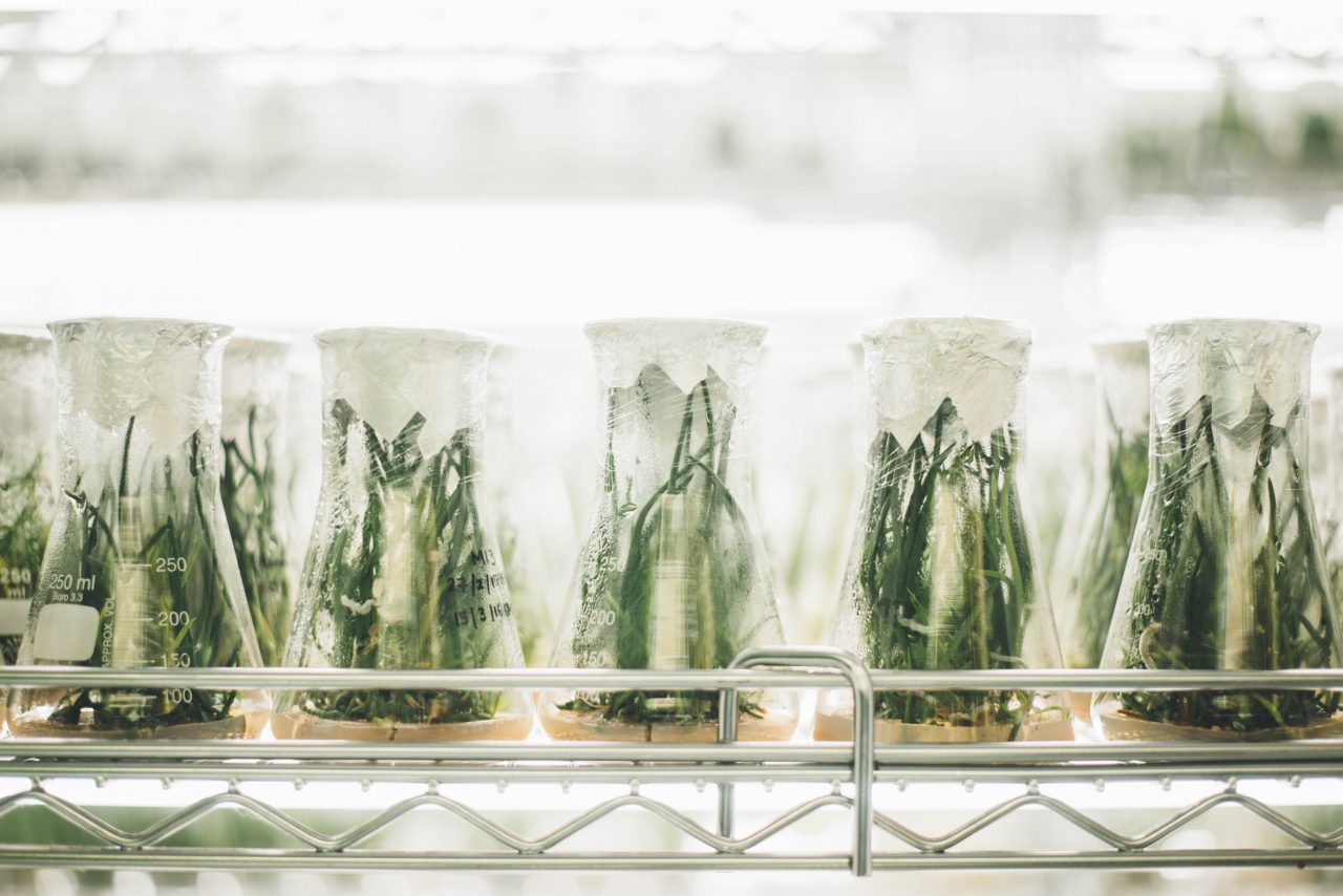 Sur une étagère en fer, sont posés des flacons de chimie contenant de petites plantes vertes.